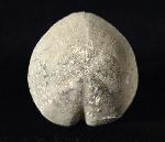 Micraster glyphus SCHLTER 1869 - Bild © FossNet FossilienStore